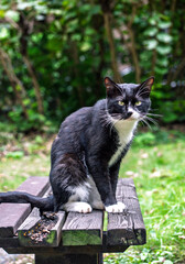 Outdoor grass, a black and white pet cat