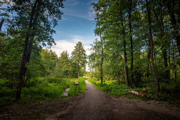 Fototapeta premium Autumn woods