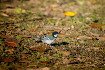 地面を歩くシジュウカラ