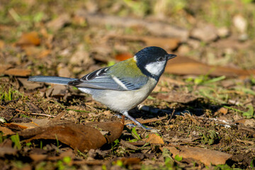 地面を歩くシジュウカラ