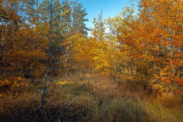 Autumn woods
