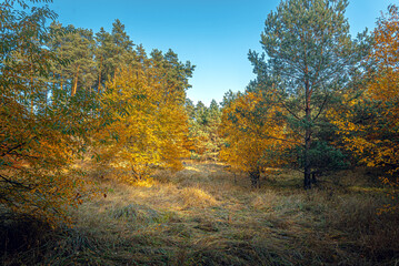 Fototapeta premium Autumn woods