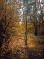 Autumn woods