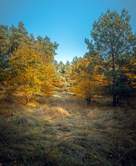 Fototapeta premium Autumn woods