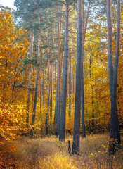 Autumn woods