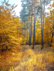 Autumn woods