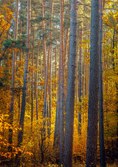 Autumn woods