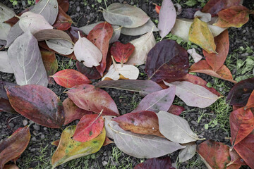 Persimmon fallen leaves on the grass