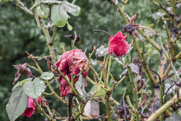 Rose flowers in the pouring rain