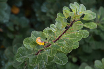 Smoketree leaves under the rain in autumn