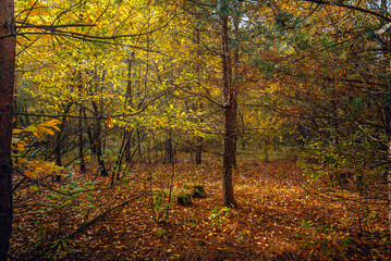 Autumn woods
