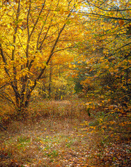 Autumn woods