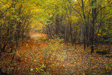 Autumn woods