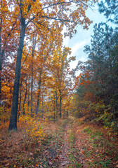 Autumn woods