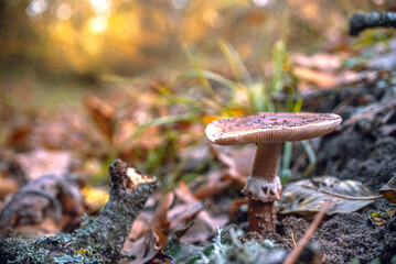 Morning nature in sunlight and dew