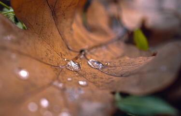 Morning nature in sunlight and dew
