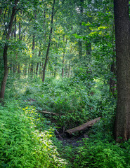 Autumn woods