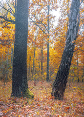 Autumn woods