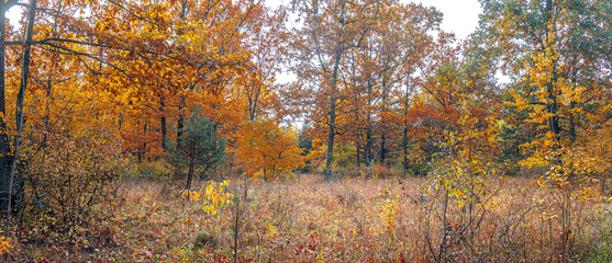 Autumn woods