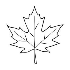 Hand-drawn outline of a maple leaf