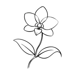 Hand-drawn orchid flower illustration