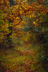 Autumn woods
