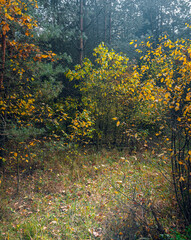 Autumn woods