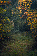 Autumn woods