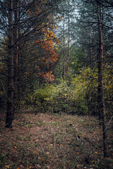 Autumn woods