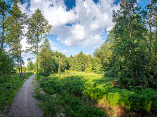 Fototapeta premium Autumn woods