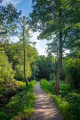 Autumn woods