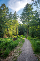 Fototapeta premium Autumn woods