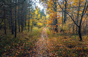 Autumn woods