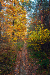 Autumn woods