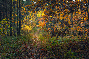 Autumn woods