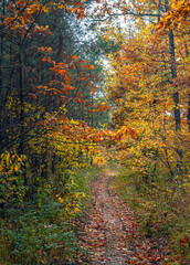 Autumn woods