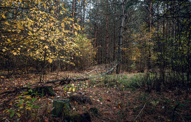 Autumn woods