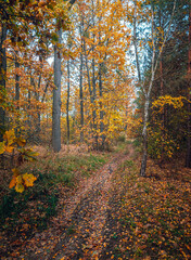 Autumn woods