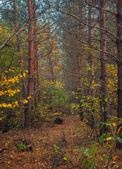 Autumn woods