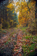 Autumn woods