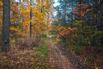 Obraz premium Autumn woods