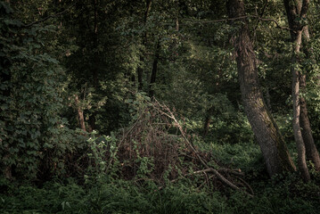 Obraz premium Autumn woods