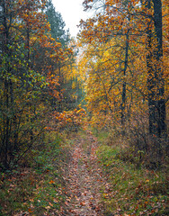 Autumn woods