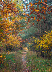 Autumn woods