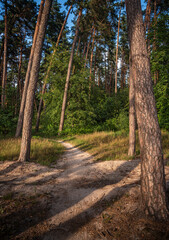 Autumn woods
