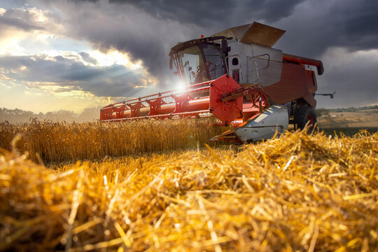 Moisson du bl&eacute; et meule de paille au milieu de la campagne en &eacute;t&eacute;.