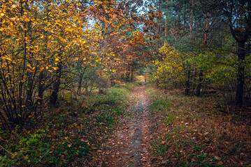 Autumn woods
