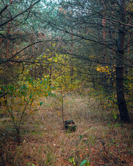 Autumn woods