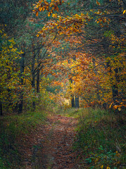 Autumn woods