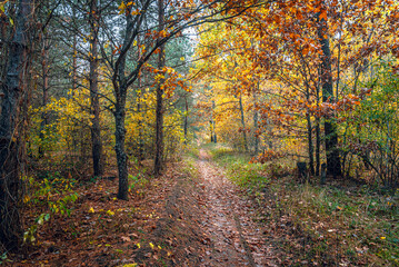 Obraz premium Autumn woods